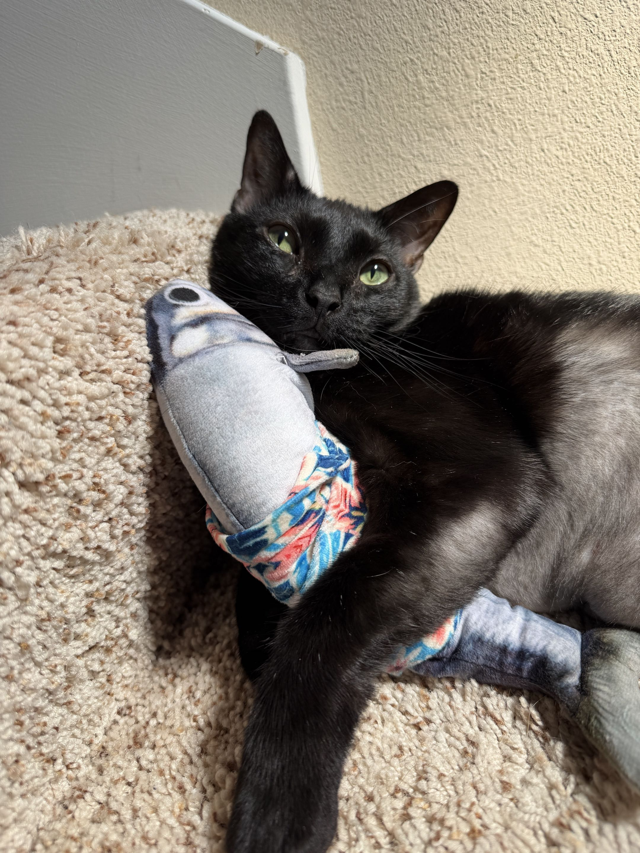 Finn (My black cat)