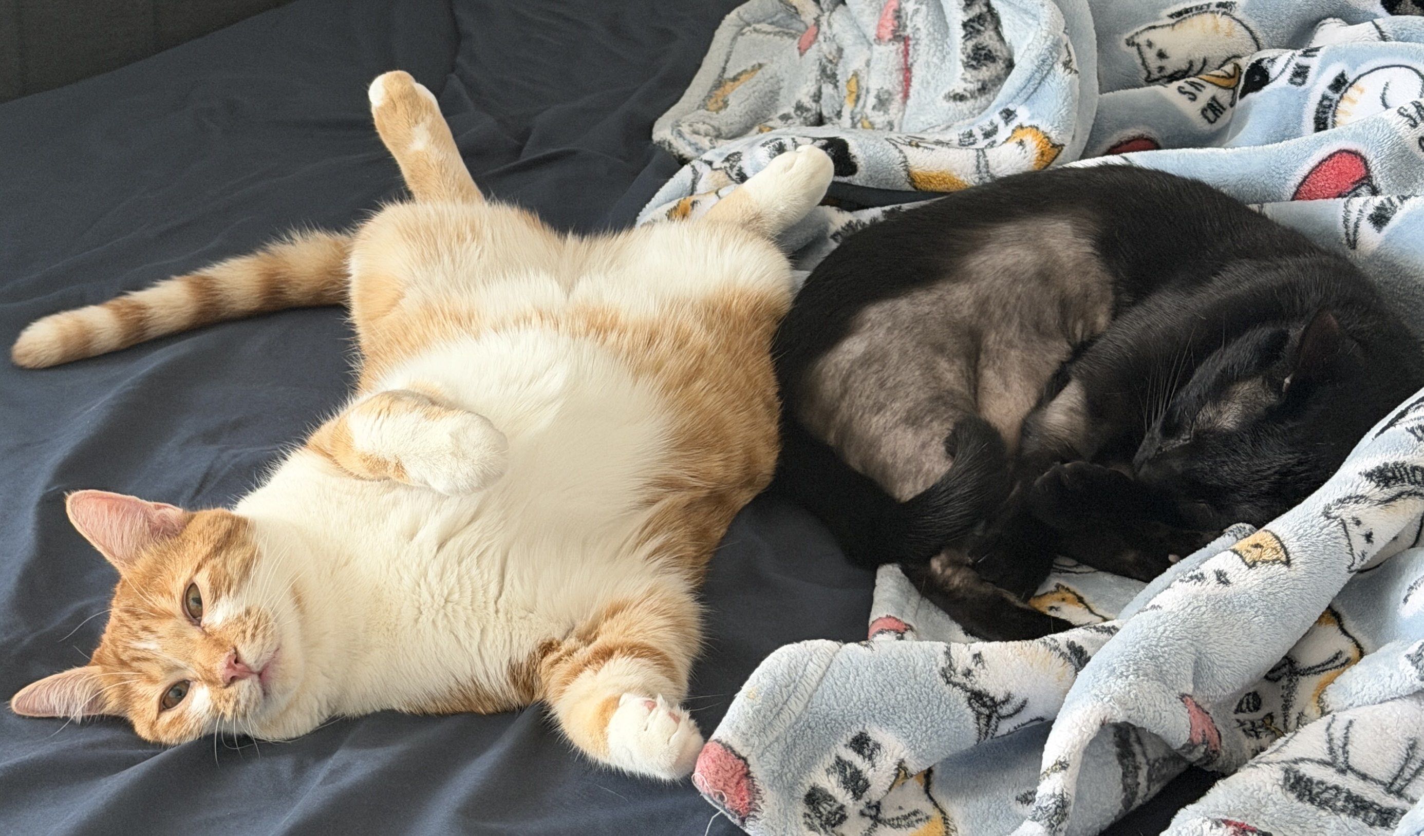 Finn and Pinto (both of my cats)